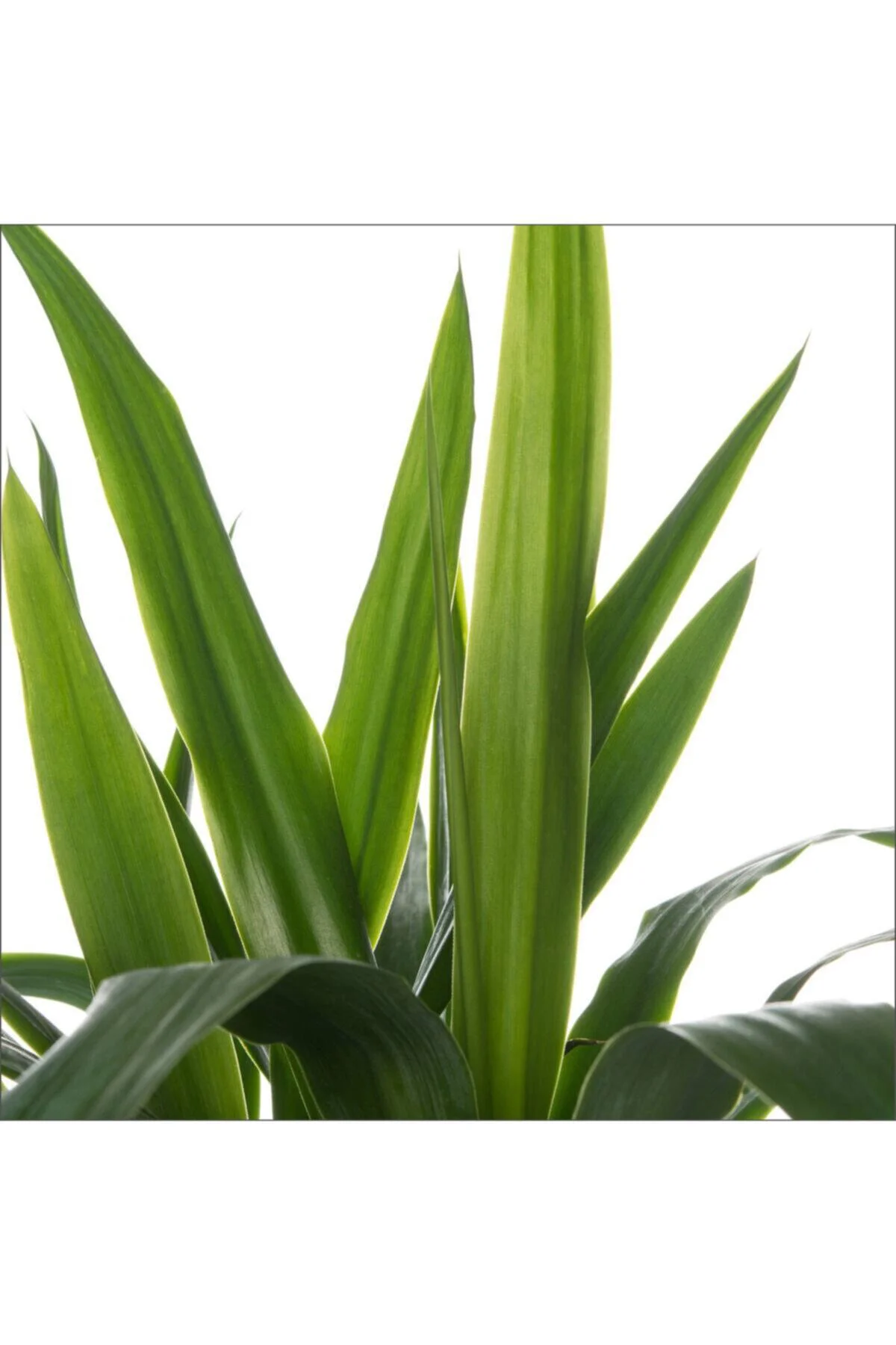 Yucca Tekli (20-40 Cm) Yucca Tekli (20-40 Cm)