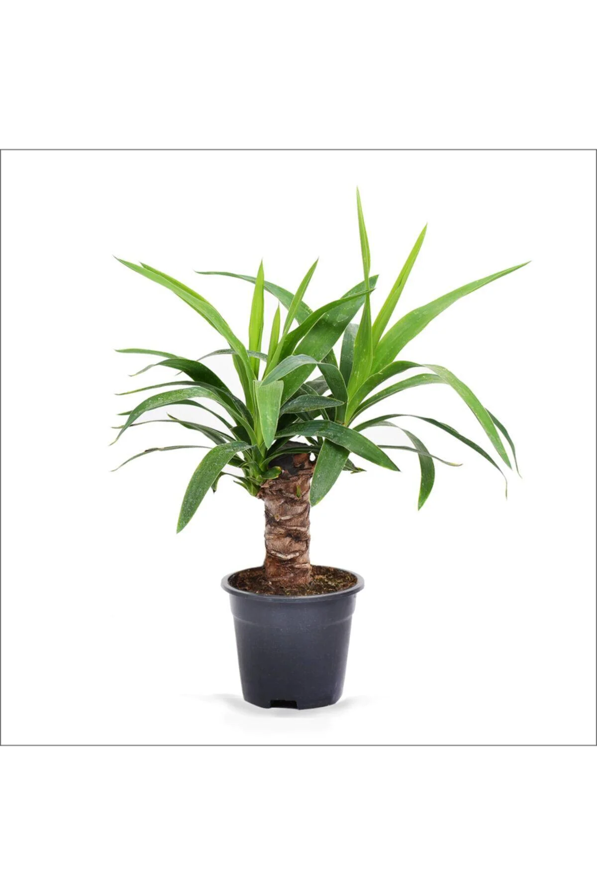 Yucca Tekli (20-40 Cm) Yucca Tekli (20-40 Cm)