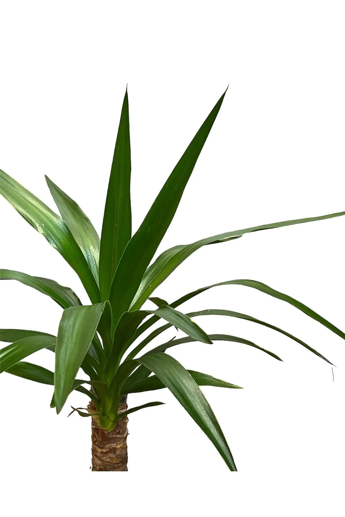 Yucca Tekli 40-60 Cm Yucca Tekli 40-60 Cm