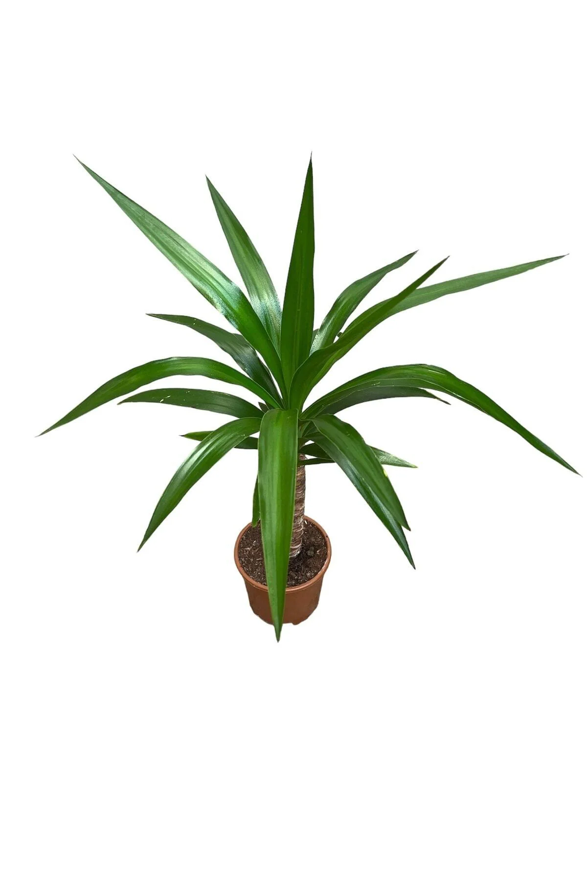 Yucca Tekli 40-60 Cm Yucca Tekli 40-60 Cm