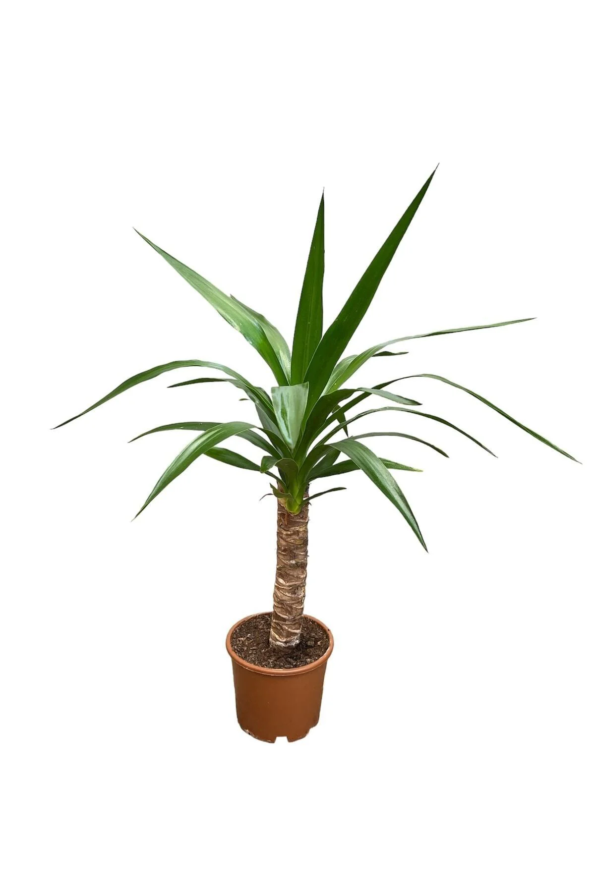 Yucca Tekli 40-60 Cm Yucca Tekli 40-60 Cm