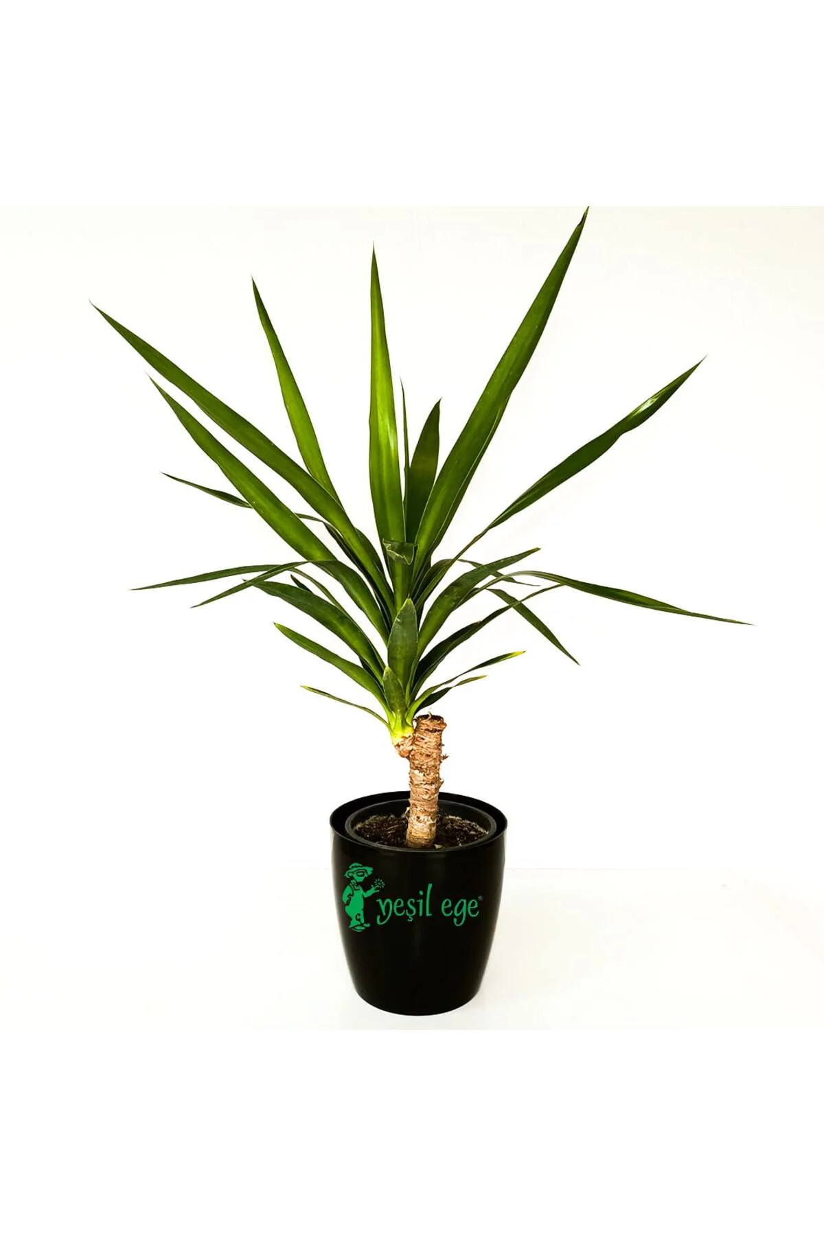 Yucca Tekli, Iç Mekan Bitkisi, 60 Cm Fiyatı, Yorumları ve Özellikleri