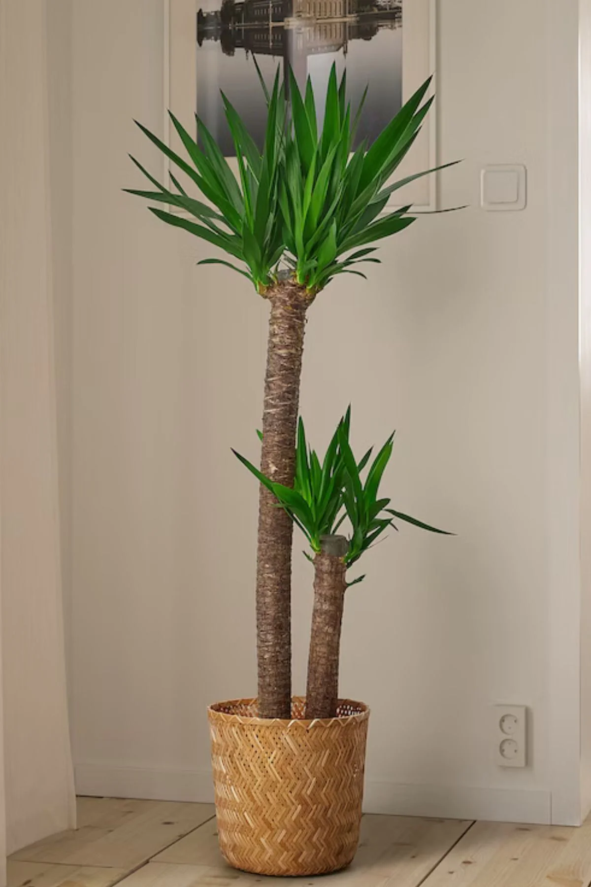 Yucca - Yuka Bitkisi Büyük Boy İki Gövdeli Yucca Avize Çiçeği Can