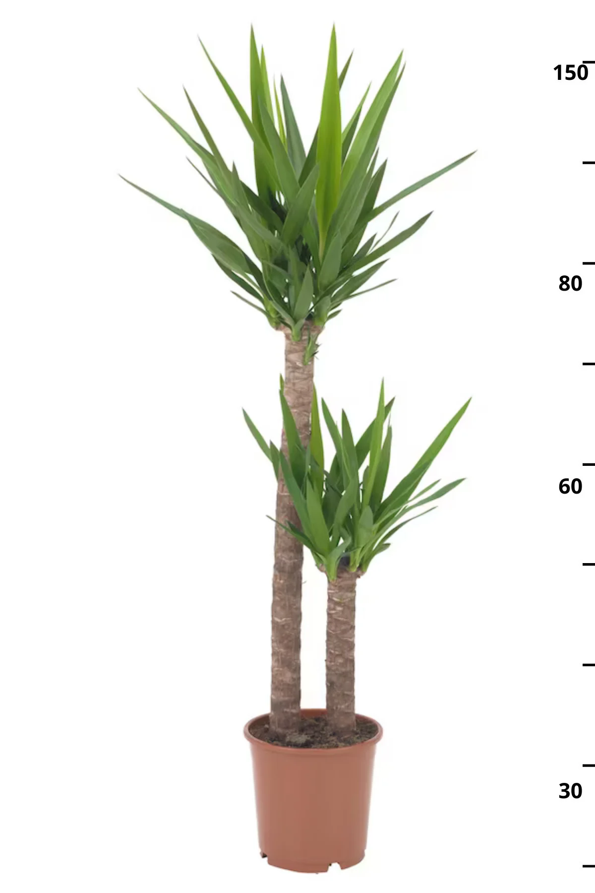 Yucca - Yuka Bitkisi Büyük Boy İki Gövdeli Yucca Avize Çiçeği Can