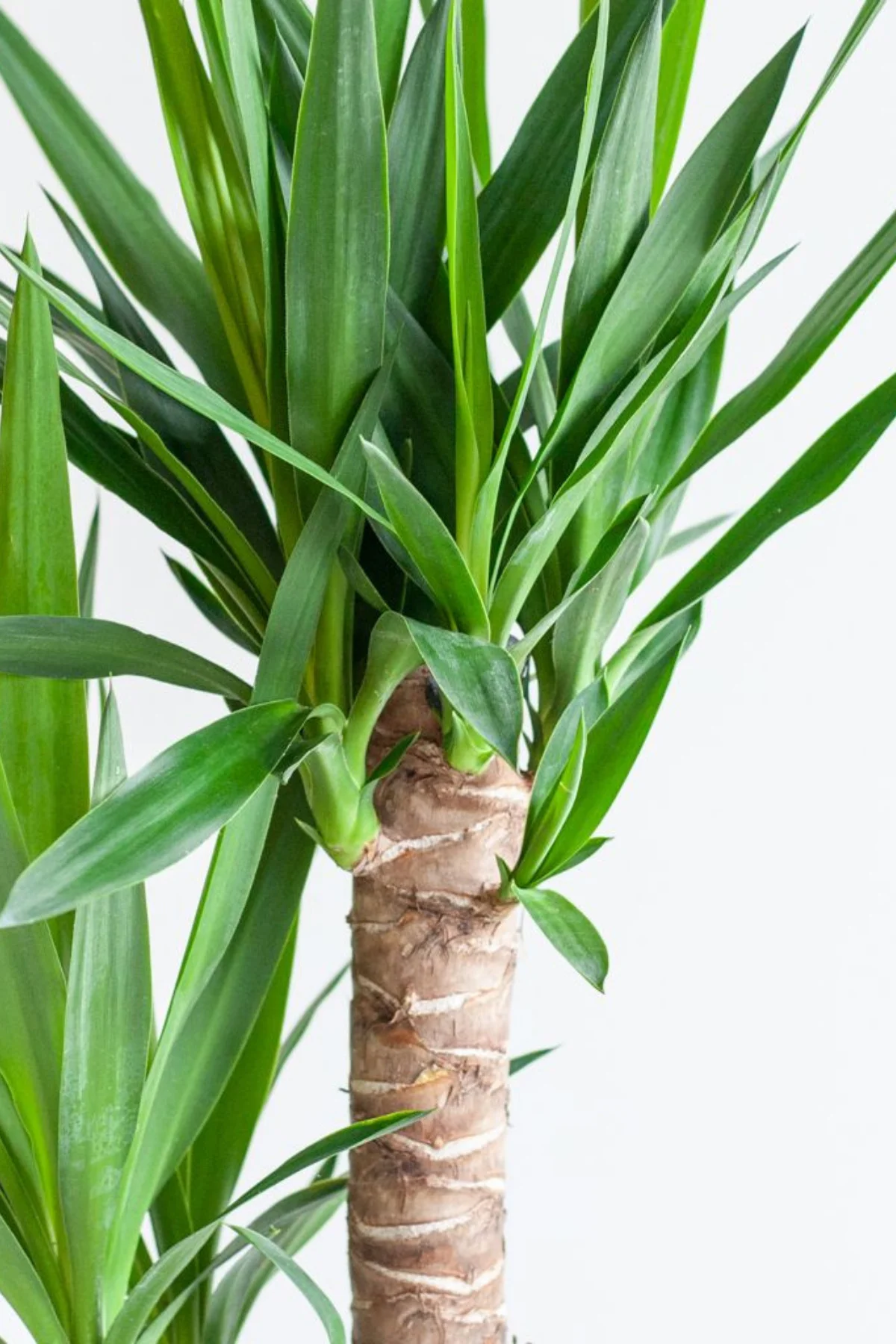 Yucca - Yuka Bitkisi Büyük Boy İki Gövdeli Yucca Avize Çiçeği Can