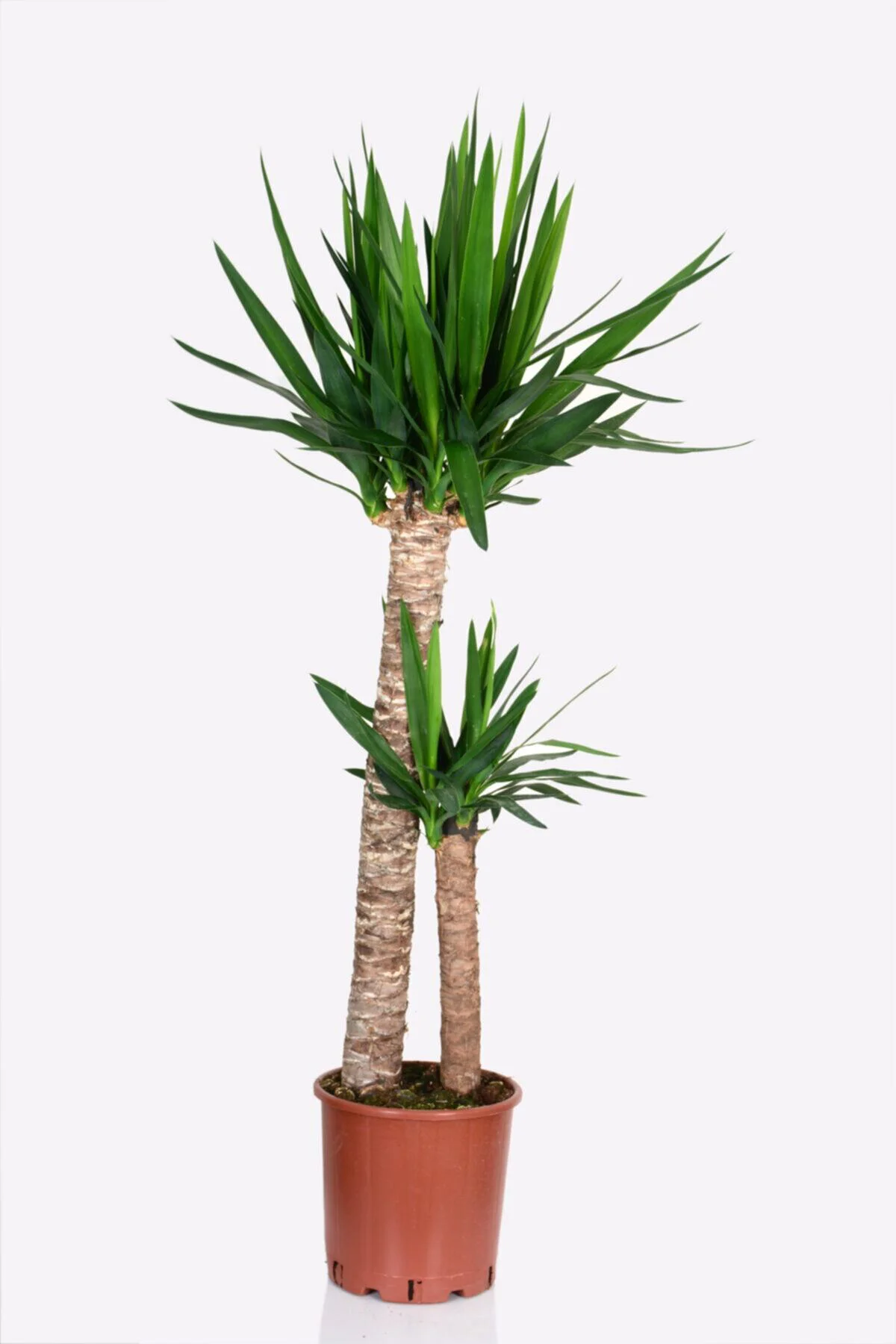 Yucca - Yuka Çiçeği 2 Gövdeli 125-150 Cm