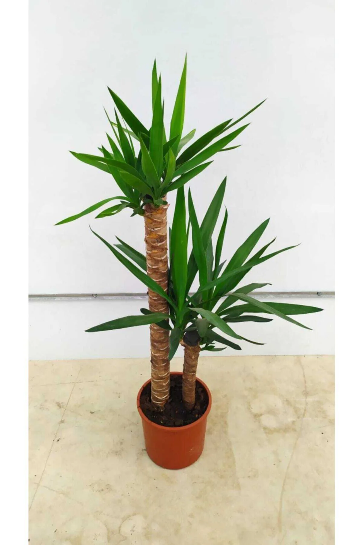 Yucca - Yuka Çiçeği 2 Gövdeli 125-150 Cm