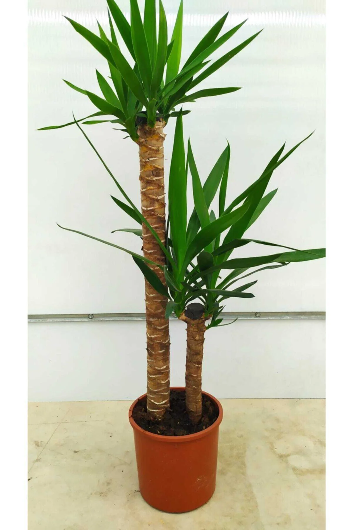 Yucca - Yuka Çiçeği 2 Gövdeli 125-150 Cm