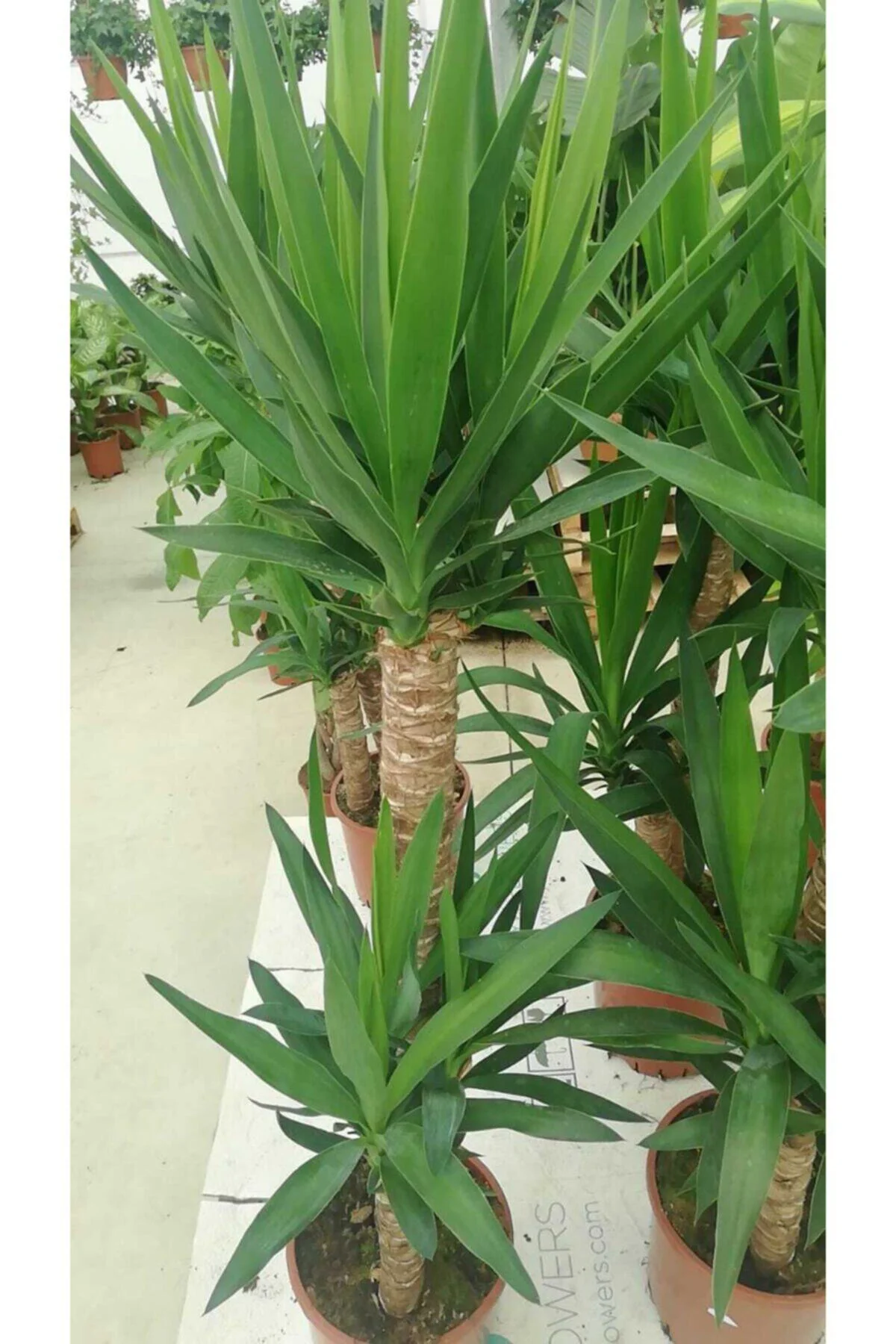Yucca - Yuka Çiçeği 2 Gövdeli 125-150 Cm