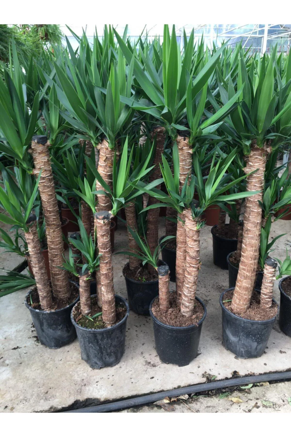 Yucca - Yuka Üç Dallı 3 Dal