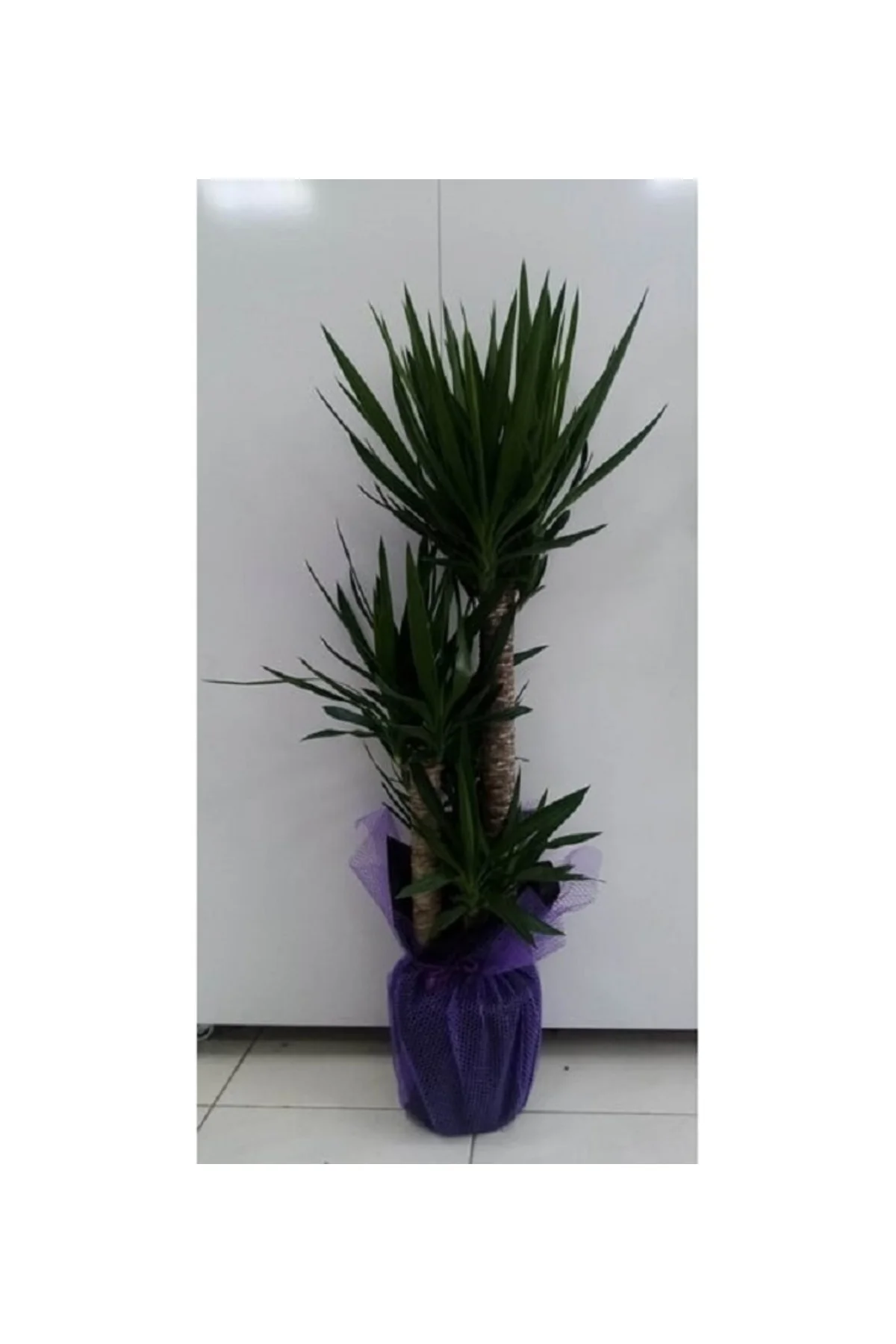 Yuka 4'lü Çiçeği Tasarım Çiçek Yucca Javel 4 Gövdeli Ev Ofis Bitk