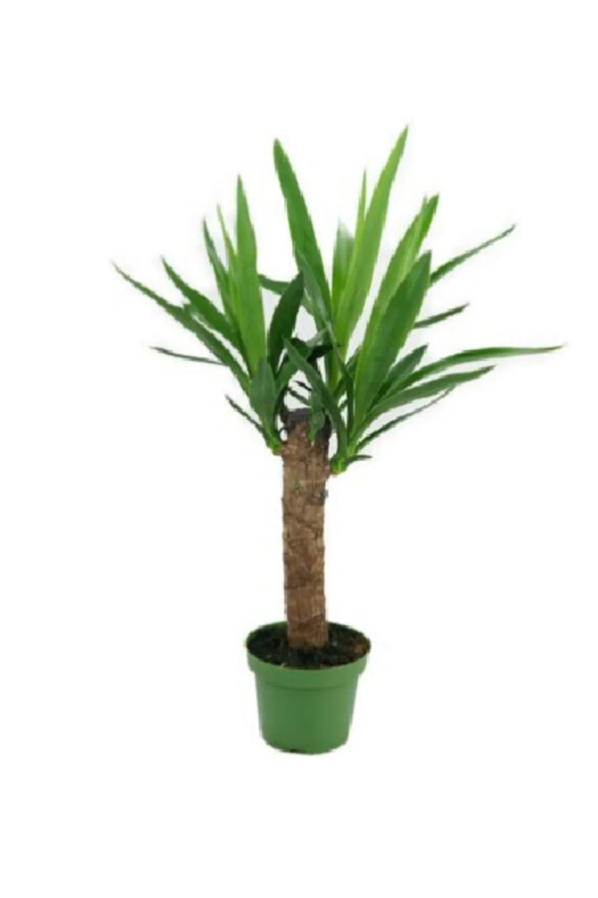 Yuka Bitkisi Tek Gövde 30 Cm Yucca Tek Gövdeli 30 Cm Ev Bitkisi