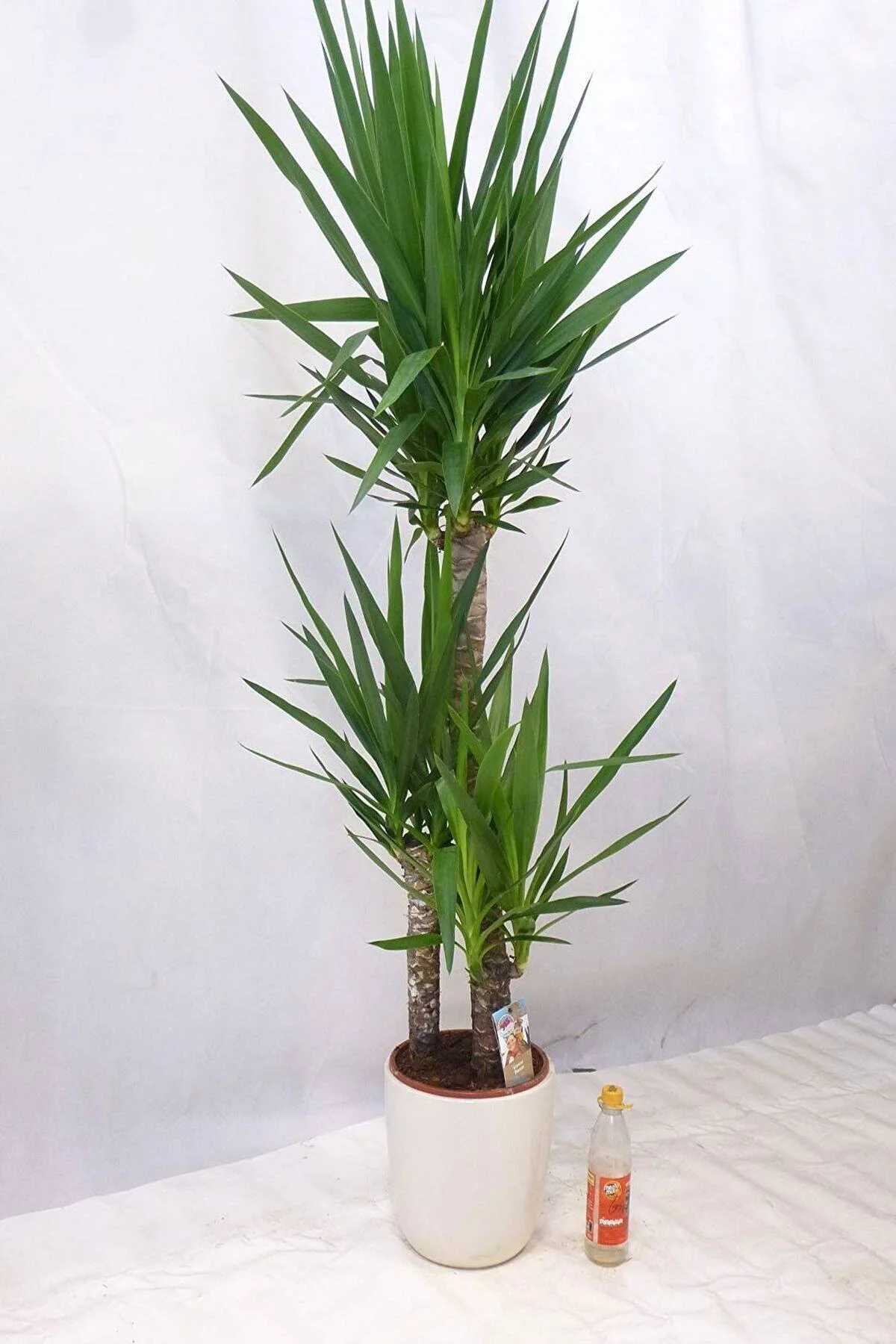Yuka Bitkisi (yucca) 3'lü +120 Cm 1.kalite Dolgun Form(üretim Sak