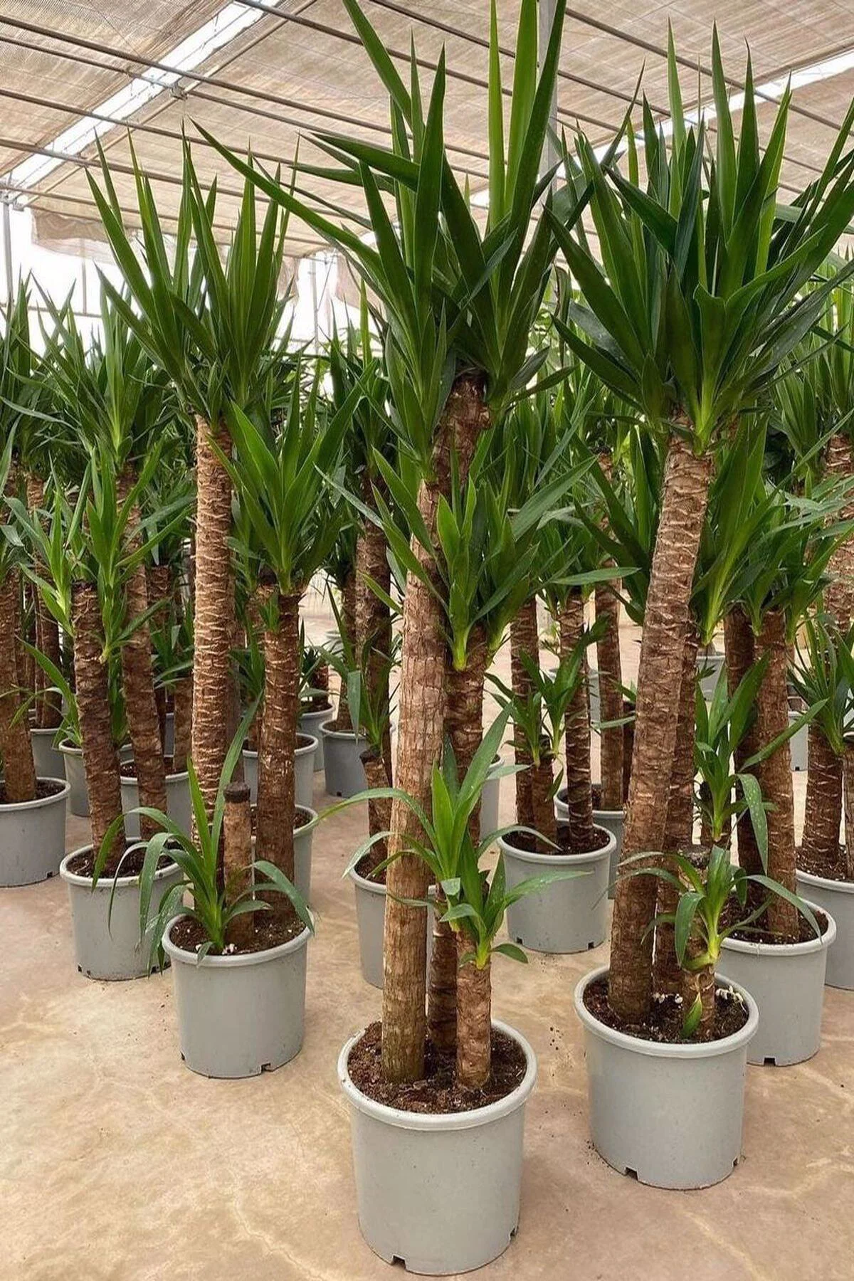Yuka Bitkisi (yucca) 3'lü +120 Cm 1.kalite Dolgun Form(üretim Sak