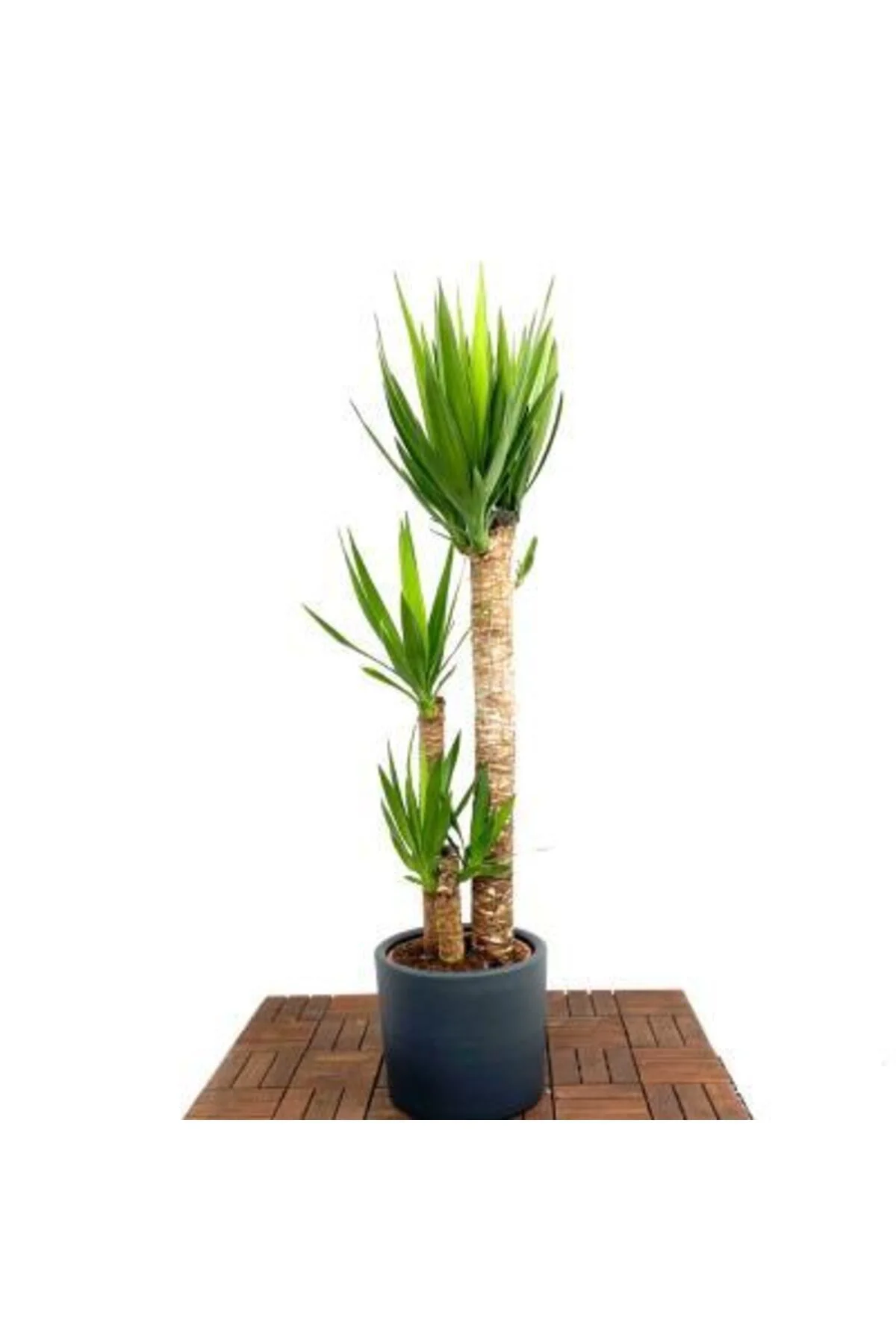 Yuka Bitkisi (yucca Massengena) Ruby Dekoratif Saksı Hediyeli 45-