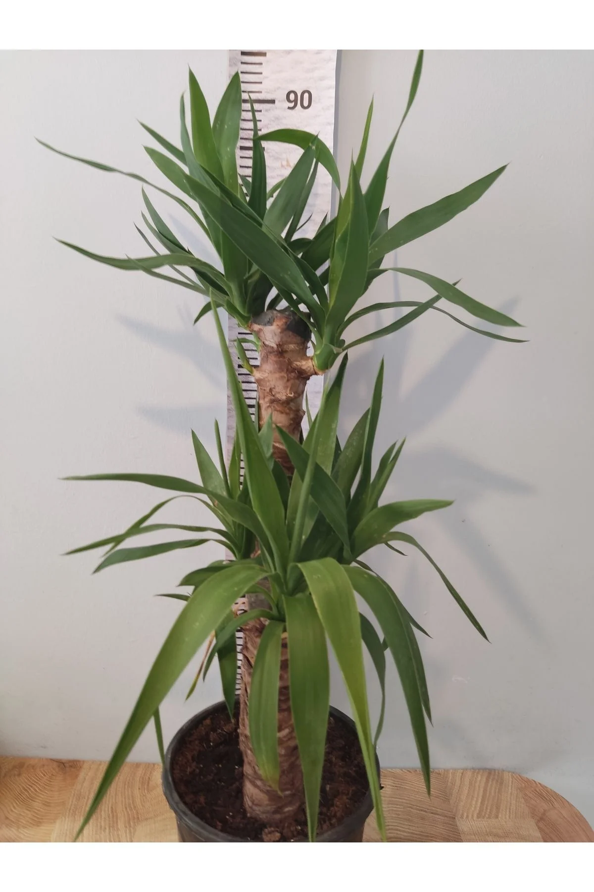 Yuka Iç Mekan Bitkisi (SPİNELESS YUCCA, YUCCA GİGANTEA) - Düşük B