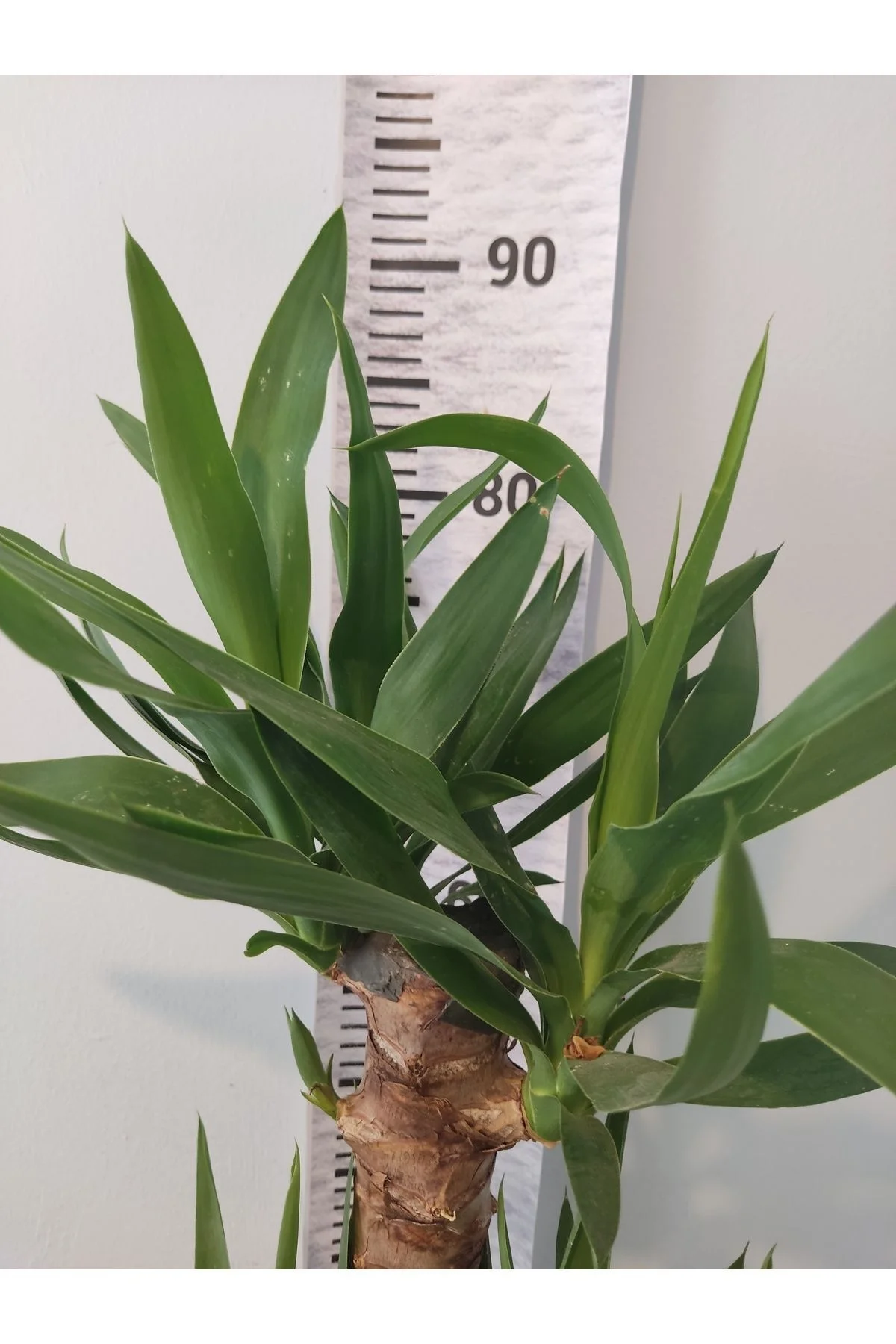 Yuka Iç Mekan Bitkisi (SPİNELESS YUCCA, YUCCA GİGANTEA) - Düşük B