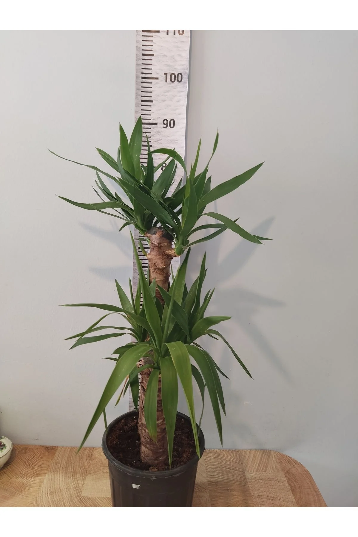 Yuka Iç Mekan Bitkisi (SPİNELESS YUCCA, YUCCA GİGANTEA) - Düşük B