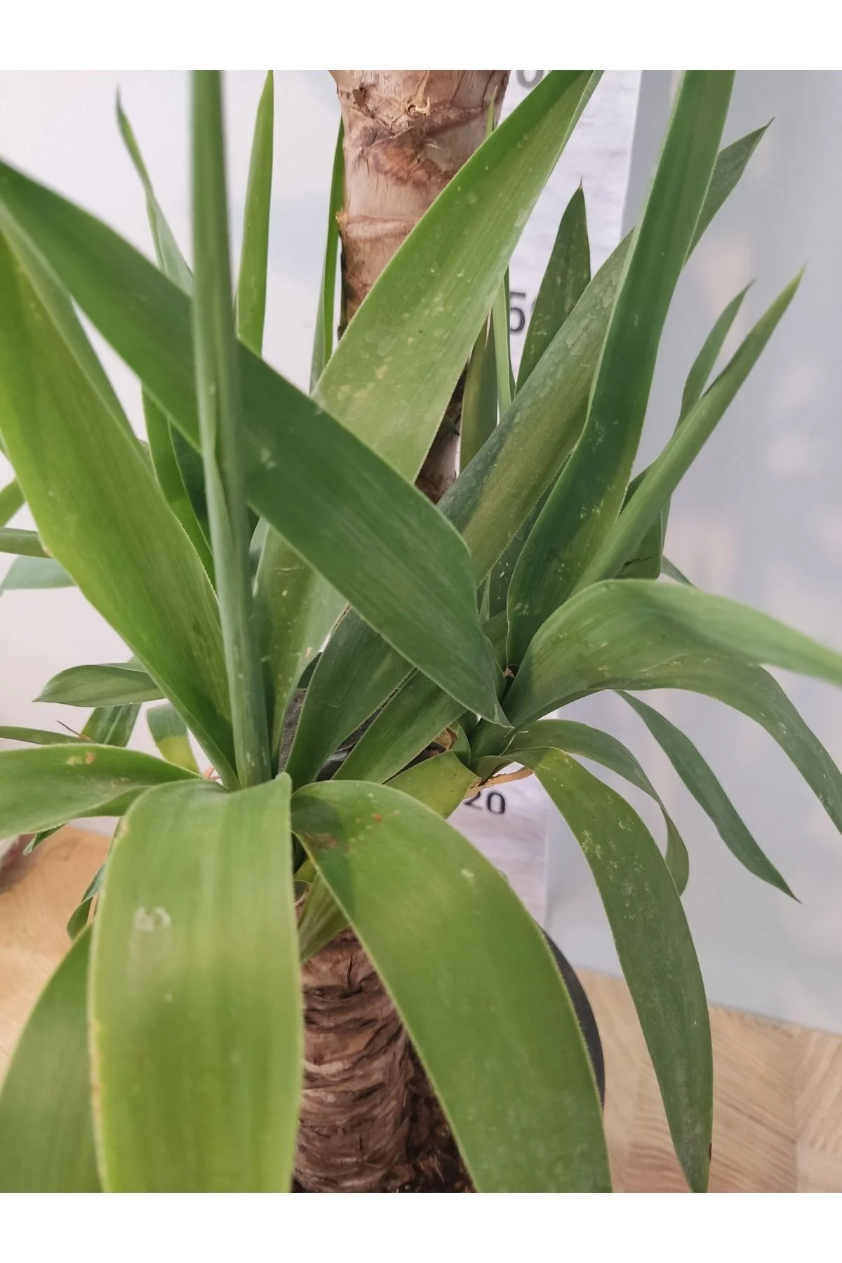 Yuka Iç Mekan Bitkisi (SPİNELESS YUCCA, YUCCA GİGANTEA) - Düşük B