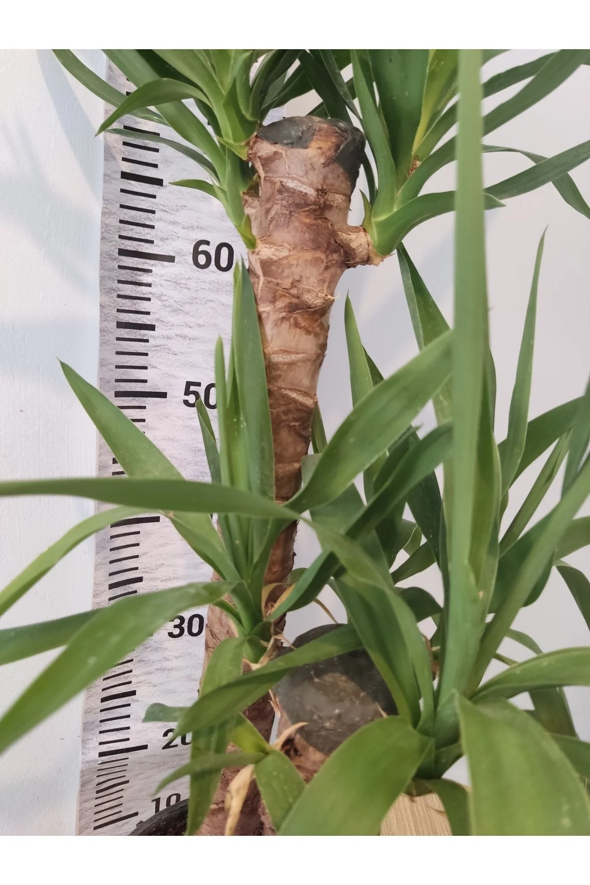 Yuka Iç Mekan Bitkisi (SPİNELESS YUCCA, YUCCA GİGANTEA) - Düşük B