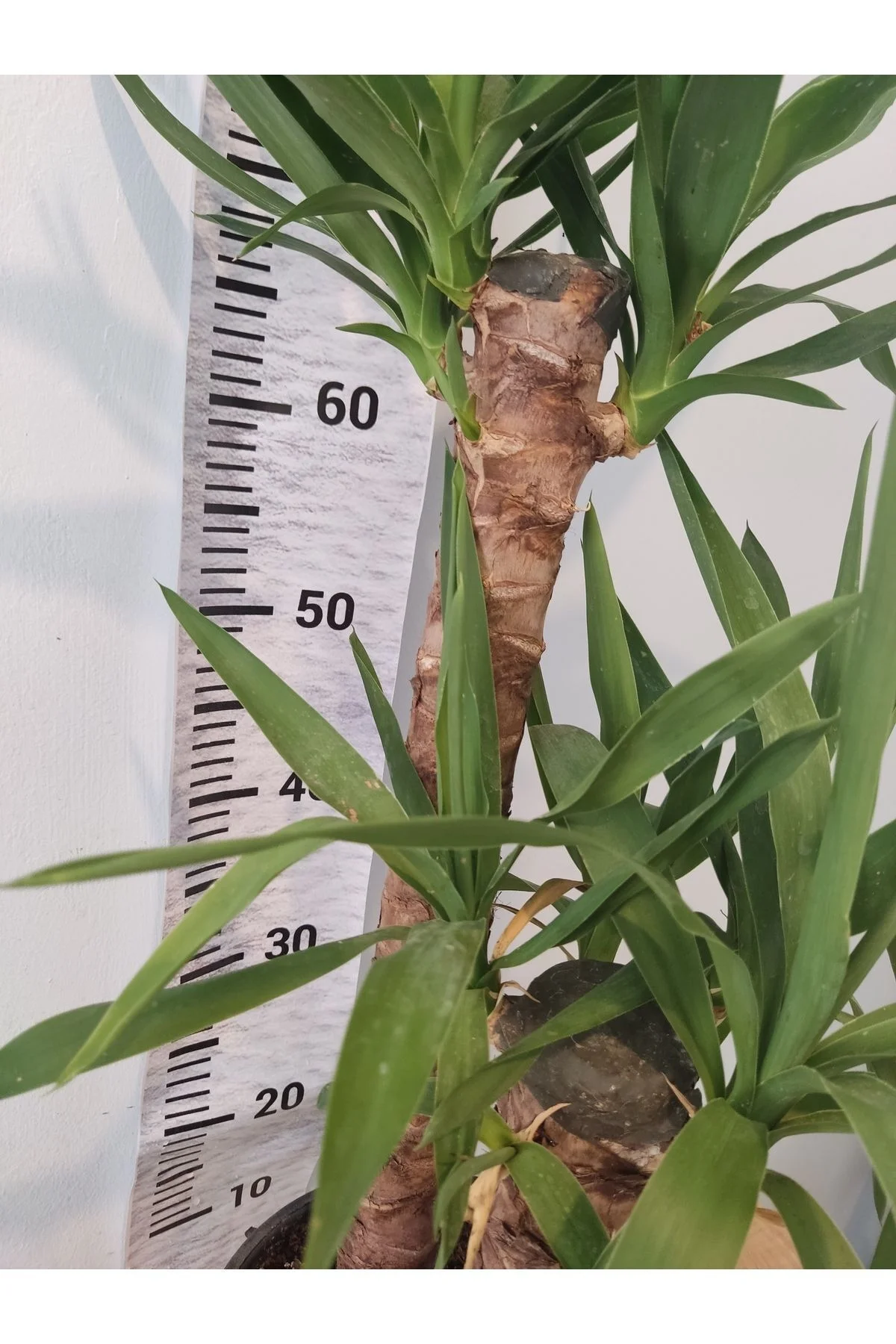 Yuka Iç Mekan Bitkisi (SPİNELESS YUCCA, YUCCA GİGANTEA) - Düşük B