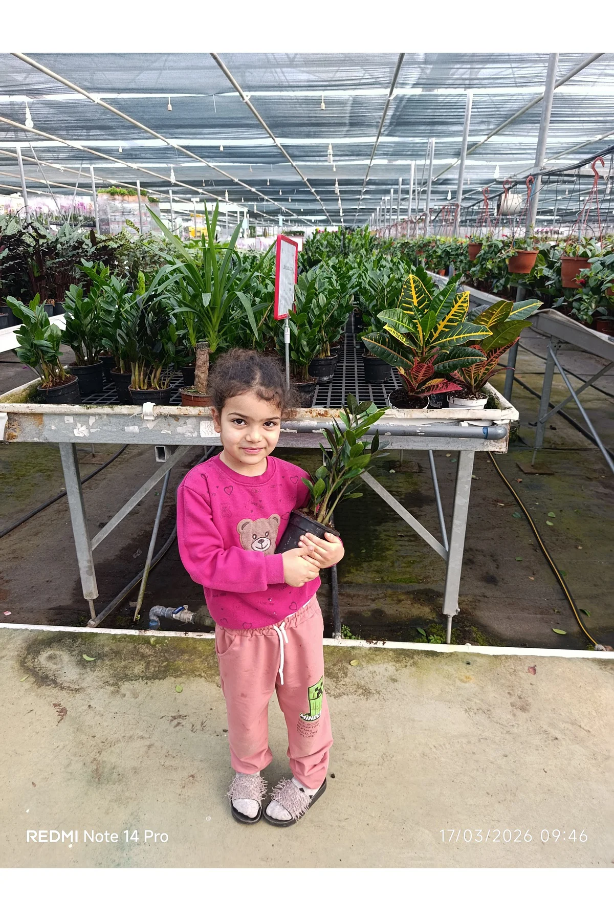 Zamia Bitkisi Dolgun Form Canlı Salon Çiçeği - Ölümsüz Bitki Zami