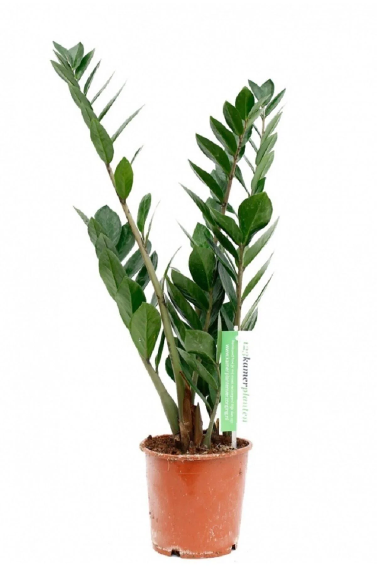 Zamia Çiçeği Zeze Çiçeği Zamia Bitkisi Zamioculcas Ev Bitkisi Ofi