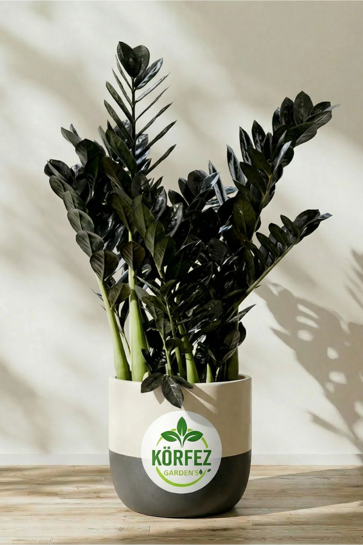 Zamia Çiçeği Zeze Çiçeği Zamia Bitkisi Zamioculcas Ev Bitkisi Ofi