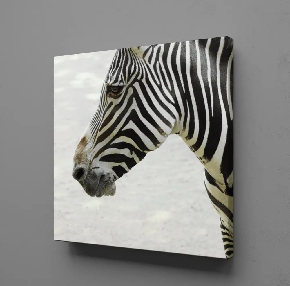 ZEBRA KAFASI KANVAS TABLO ZEBRA KAFASI KANVAS TABLO