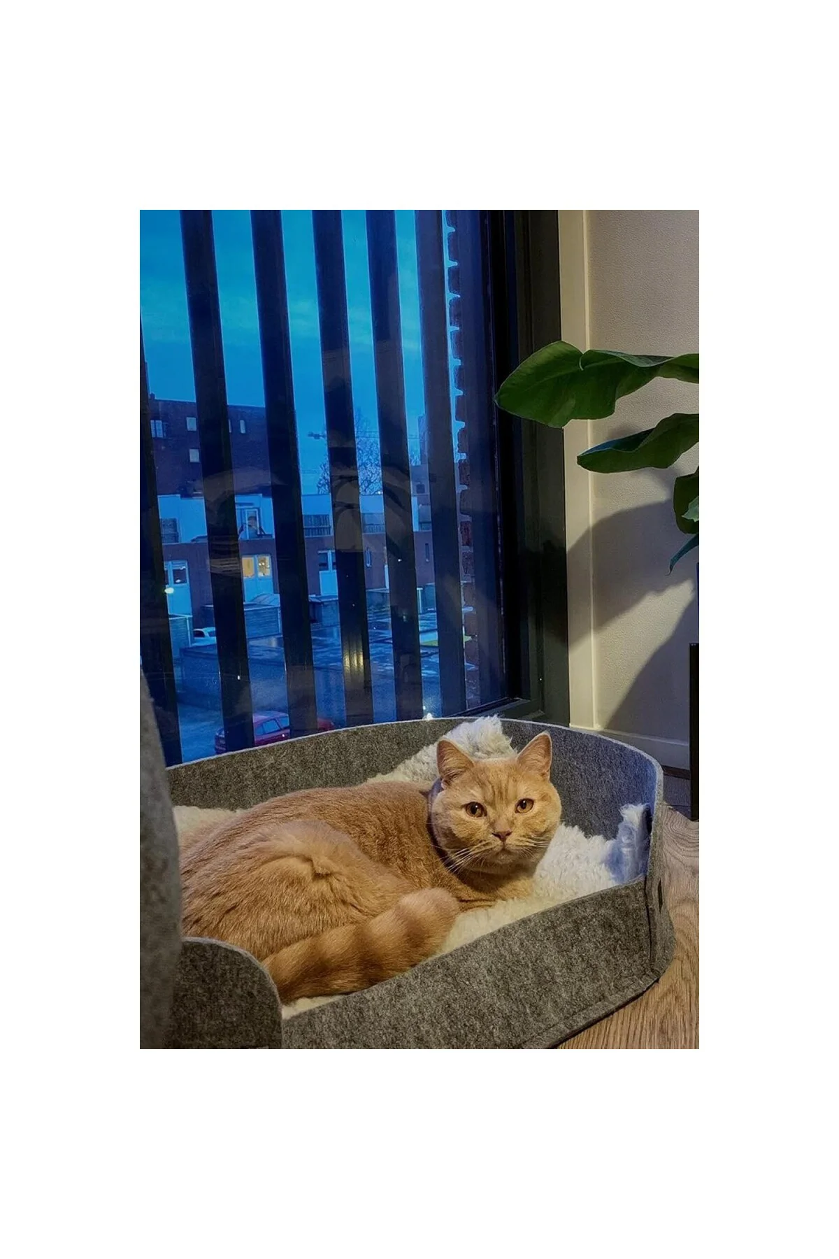 Zeus Gri Kedi Yatağı - Evcil Hayvan Peluş Minderi, Yuvası ve Kulü