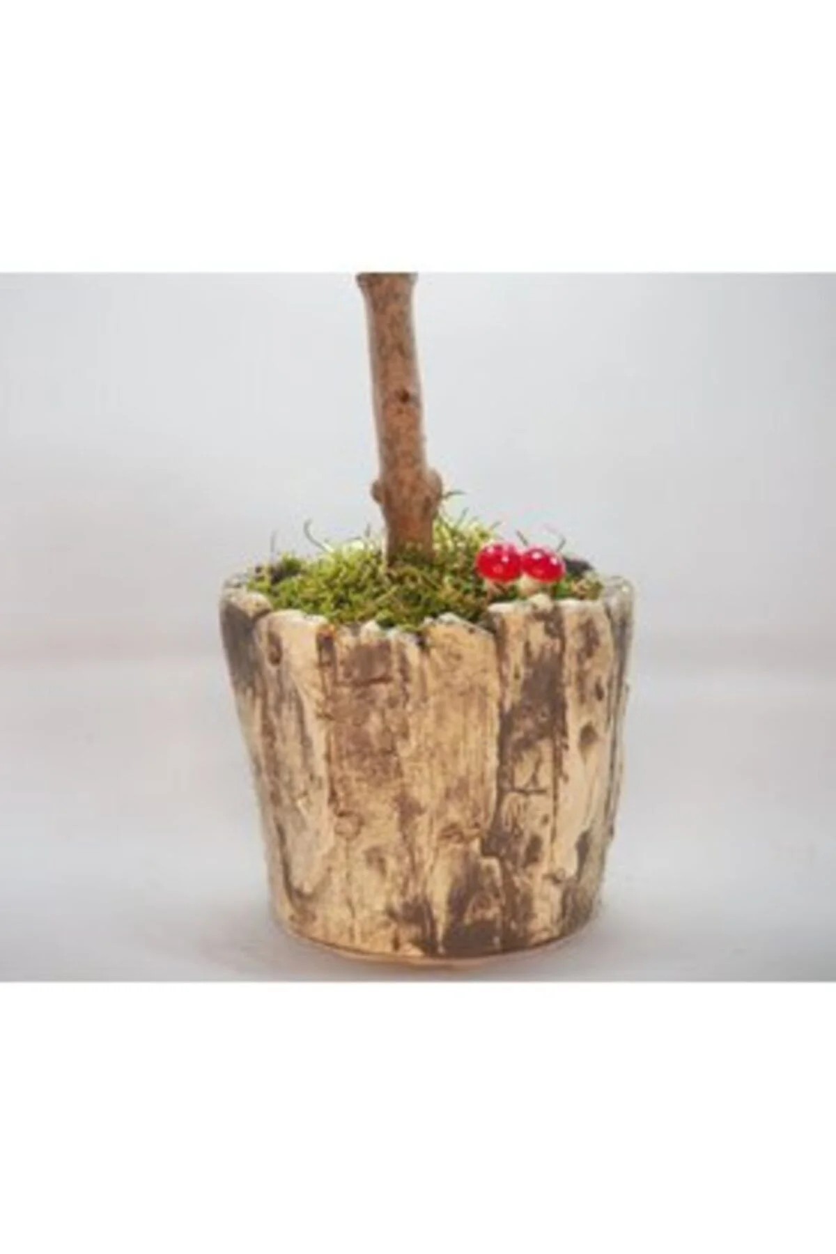 Zeytin Ağacı Bonsai & Wood Moss Beton Saksıda Canlı Çiçek
