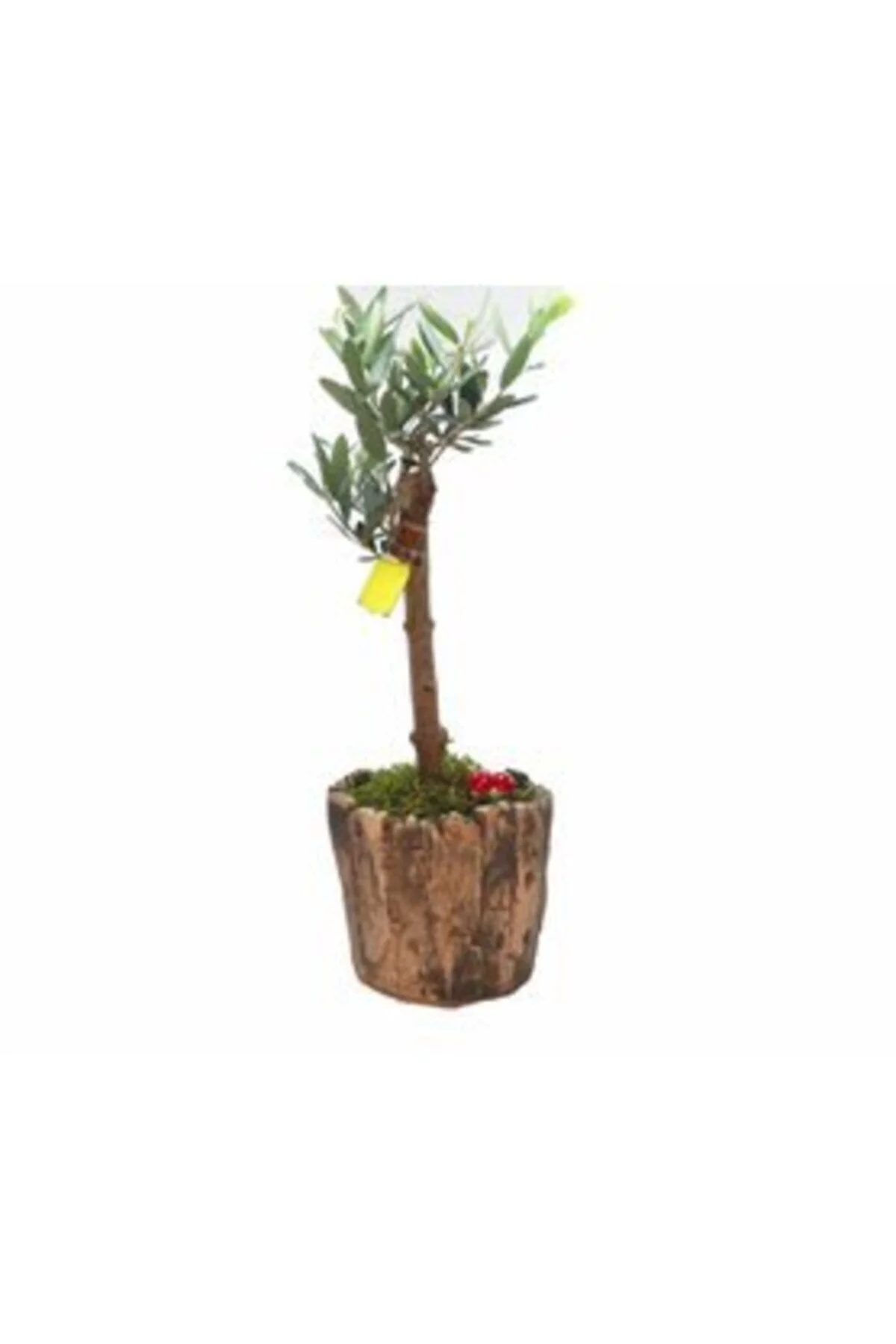 Zeytin Ağacı Bonsai & Wood Moss Beton Saksıda Canlı Çiçek - Görsel 2