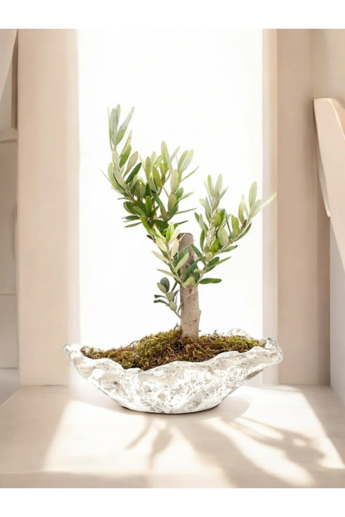Zeytin Bonsai Kayık Saksıda - Görsel 3