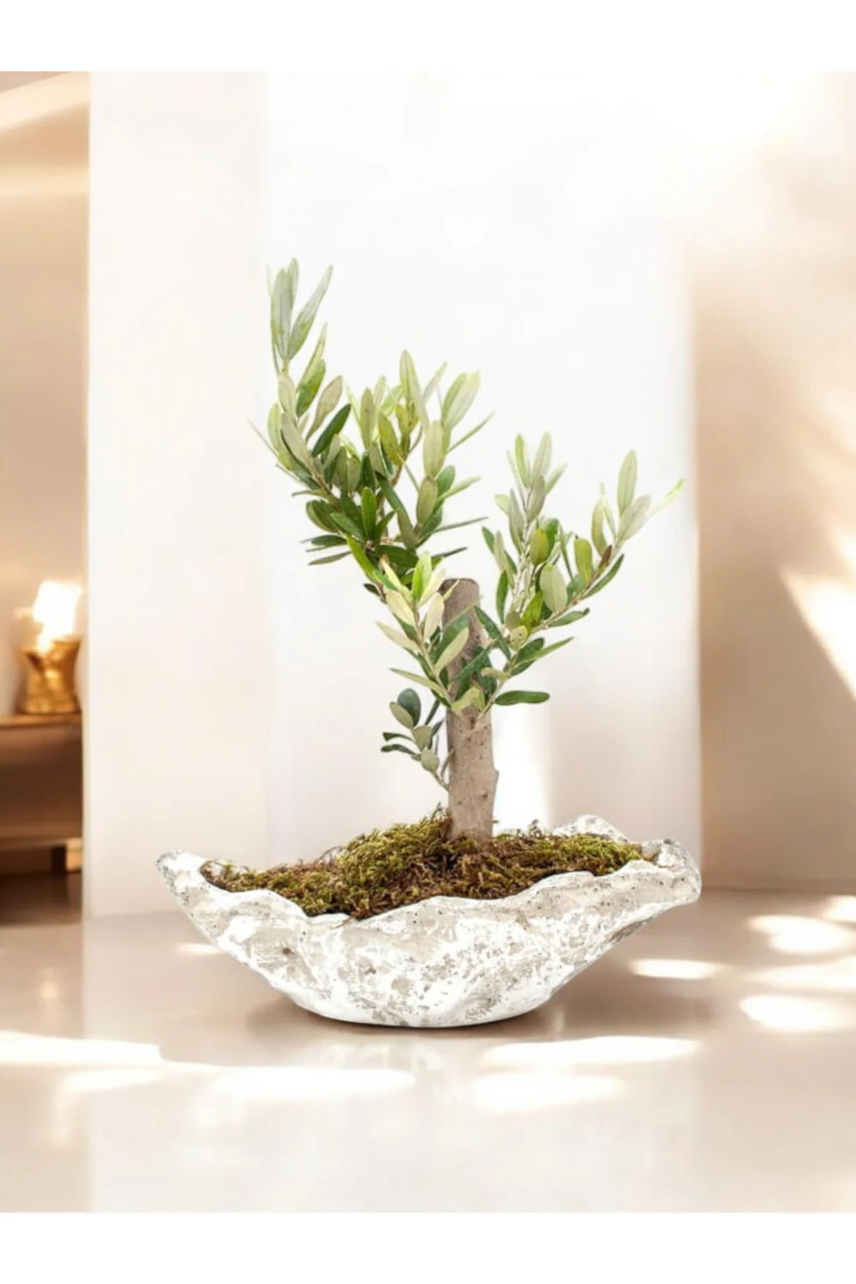 Zeytin Bonsai Kayık Saksıda - Görsel 4