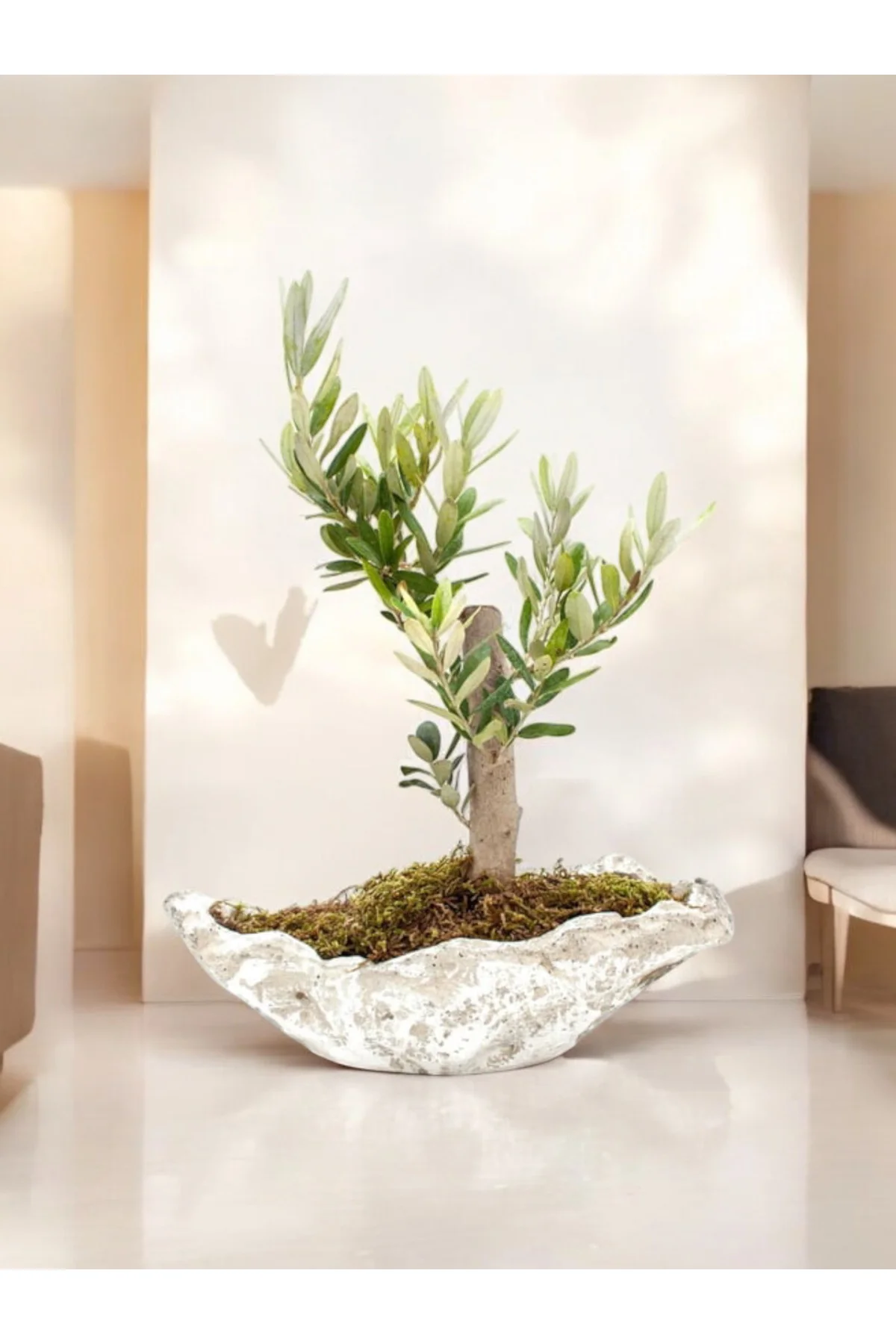 Zeytin Bonsai Kayık Saksıda - Görsel 2