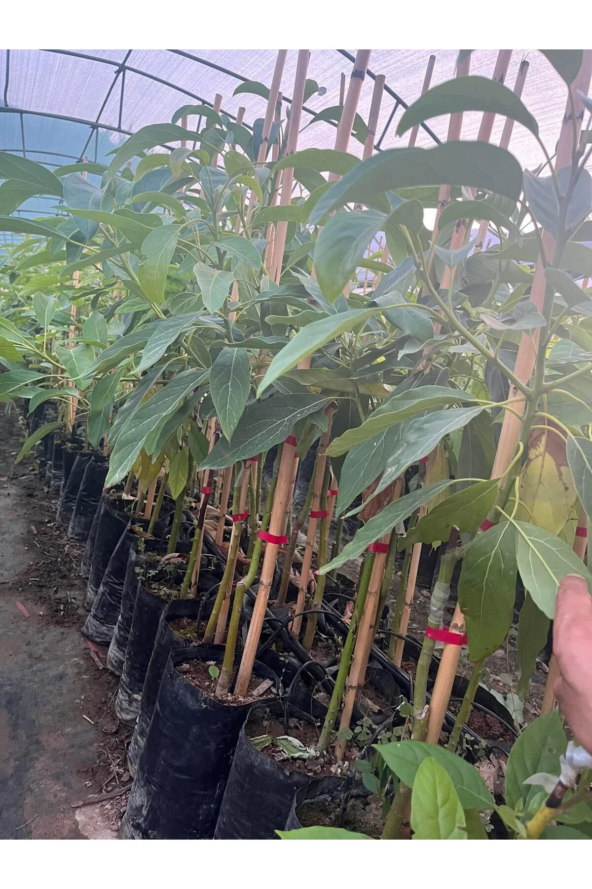 Zutano Avokado Fidanı 3 Yaş Aşılı Tüplü - Görsel 2