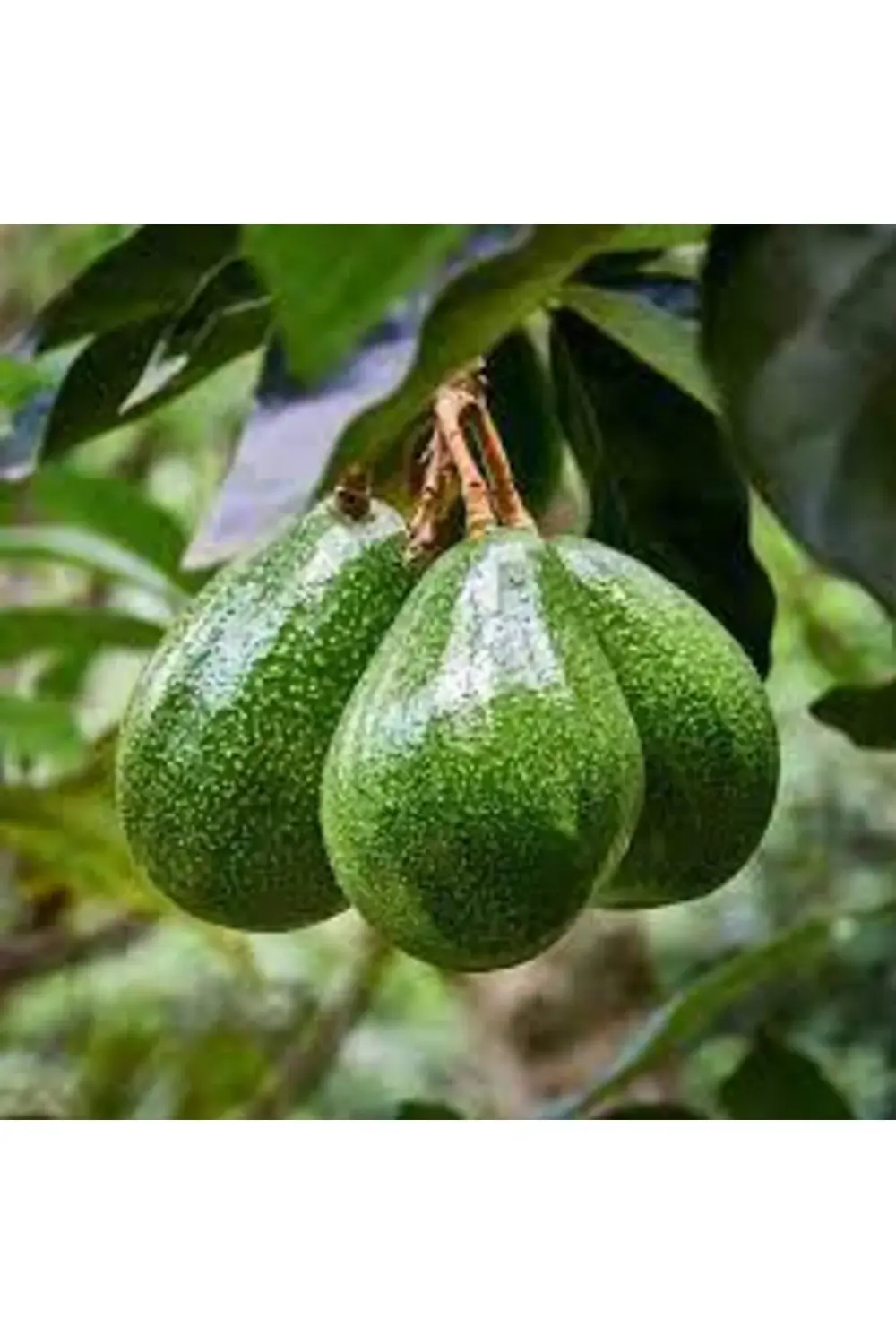 Zutano Avokado Fidanı